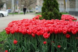 На клумбах Майкопа расцвели более 100 000 цветов