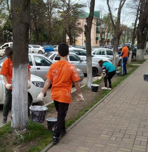 на центральных улицах г. Майкопа организована побелка  деревьев волонтерами