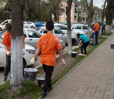 на центральных улицах г. Майкопа организована побелка  деревьев волонтерами