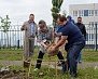 50 крымских сосен высадили в Майкопе
